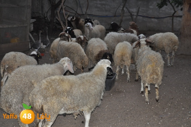 kharoof83111 (1).JPG